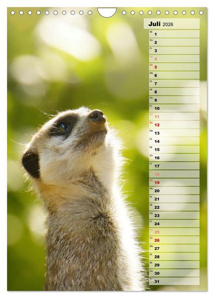 Produktbild: Erdm&auml;nnchen, putzige Kerlchen mit gro&szlig;en Knopfaugen (Wandkalender 2026 DIN A4 hoch), CALVENDO Monatskalender