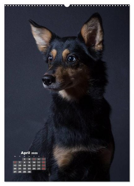 Produktbild: Treue Wegbegleiter, Hunde im Portrait. (hochwertiger Premium Wandkalender 2026 DIN A2 hoch), Kunstdruck in Hochglanz