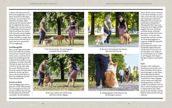Produktbild: Hunde erziehen &ndash; mit der 5er-Basis