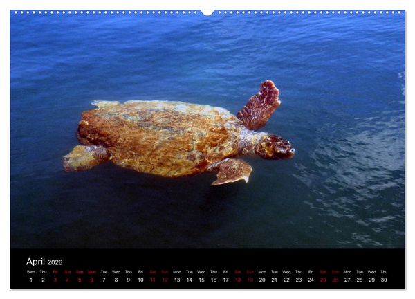 Produktbild: Kefalonia - Dreams of Greece (High Quality Premium Wall Calendar 2026 DIN A2 landscape),CALVENDO 12 Month Wall Calendar