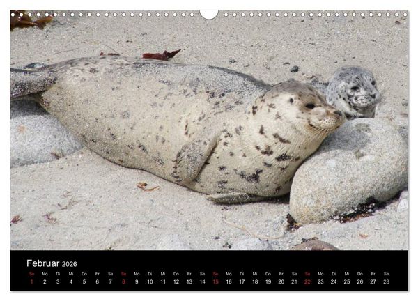 Produktbild: Monterey California (Wandkalender 2026 DIN A3 quer), CALVENDO Monatskalender
