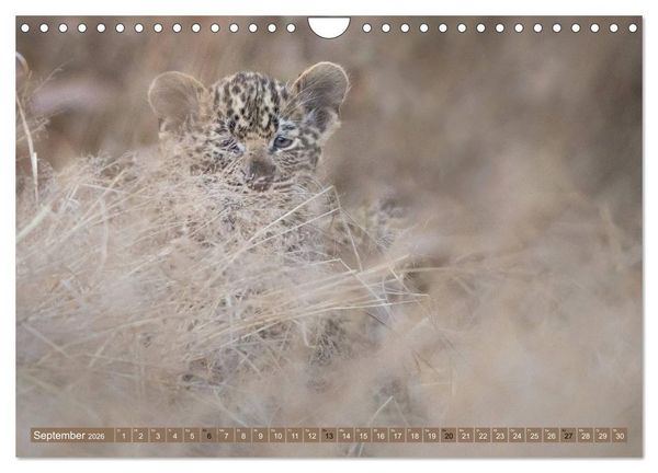 Produktbild: Raubkatzenkinder (Wandkalender 2026 DIN A4 quer), CALVENDO Monatskalender