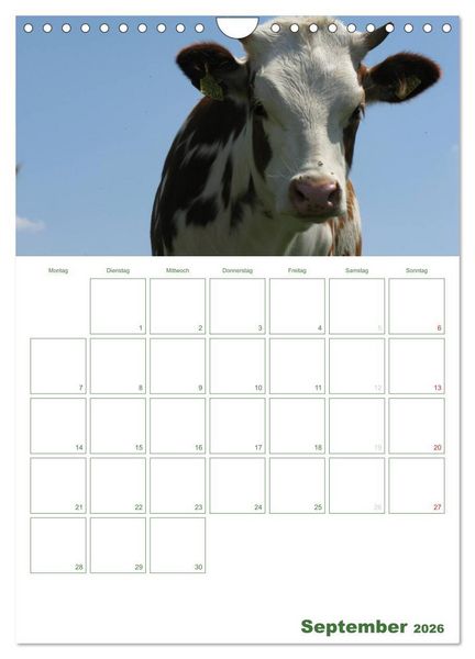 Produktbild: Kuhle K&uuml;he 2026 (Wandkalender 2026 DIN A4 hoch), CALVENDO Monatskalender