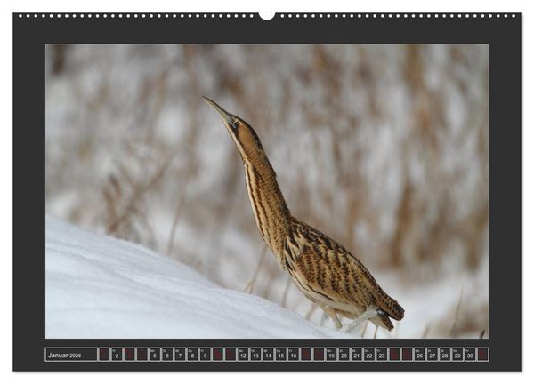 Produktbild: Winterzauber - Tiere in Eis und Schnee (Wandkalender 2026 DIN A2 quer), CALVENDO Monatskalender