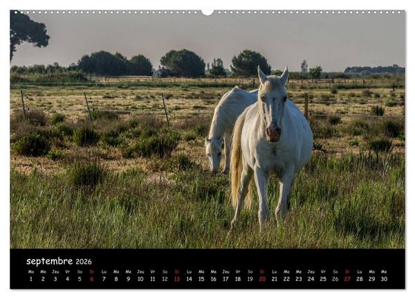 Produktbild: Cheval camarguais (Calendrier mural 2026 DIN A2 vertical) calendrier de bureau