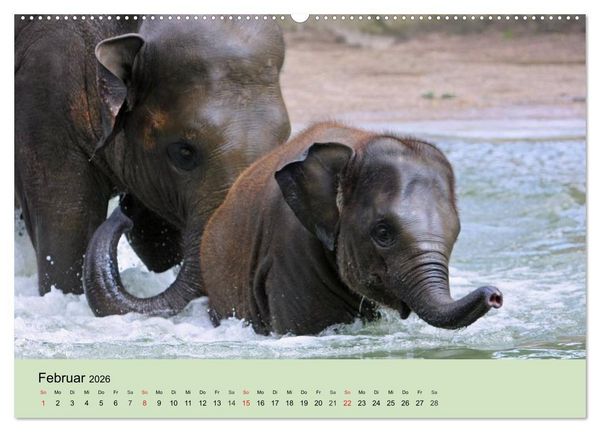 Produktbild: Elefanten. Badespa&szlig; am Strand (Wandkalender 2026 DIN A2 quer), CALVENDO Monatskalender