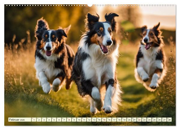 Produktbild: Traumhund Collie (hochwertiger Premium Wandkalender 2026 DIN A2 quer), Kunstdruck in Hochglanz