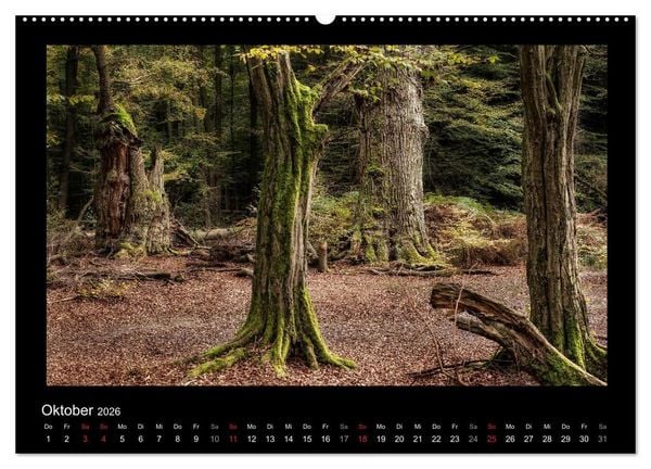 Produktbild: M&auml;rchenhafter Reinhardswald und Urwald Sababurg (hochwertiger Premium Wandkalender 2026 DIN A2 quer), Kunstdruck in Hochglanz