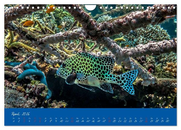 Produktbild: Meer sehen - Abenteuer Tauchen (Wandkalender 2026 DIN A4 quer), CALVENDO Monatskalender