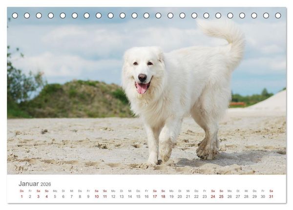 Produktbild: Pyren&auml;enberghunde (Tischkalender 2026 DIN A5 quer), CALVENDO Monatskalender