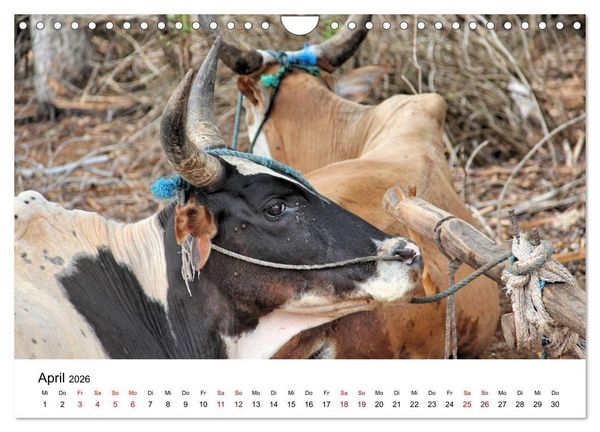 Produktbild: Tiere Madagaskars (Wandkalender 2026 DIN A4 quer), CALVENDO Monatskalender