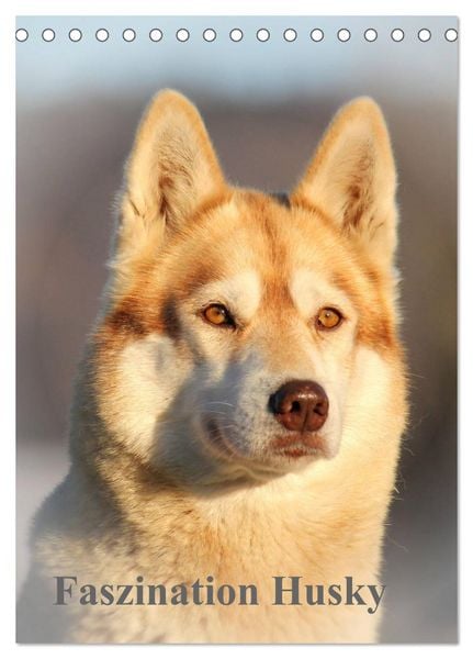 Produktbild: Faszination Husky (Tischkalender 2026 DIN A5 hoch), CALVENDO Monatskalender