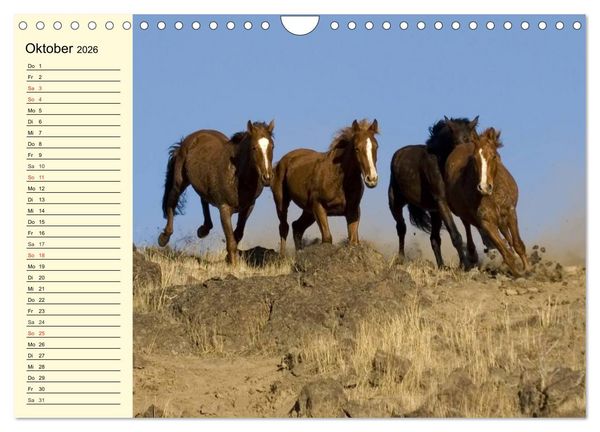 Produktbild: Wilde Pferde. Mustangs in USA (Wandkalender 2026 DIN A4 quer), CALVENDO Monatskalender