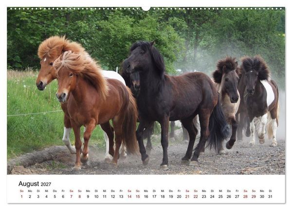Produktbild: Islandpferde - Hufschlag aus Feuer und Eis (hochwertiger Premium Wandkalender 2027 DIN A2 quer), Kunstdruck in Hochglanz
