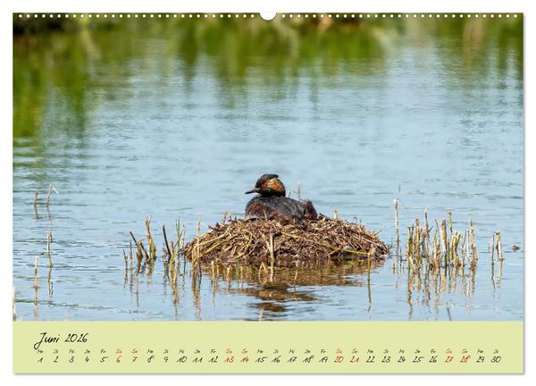 Produktbild: Brut- und Setzzeit. Neues Leben entsteht. (Wandkalender 2026 DIN A2 quer), CALVENDO Monatskalender