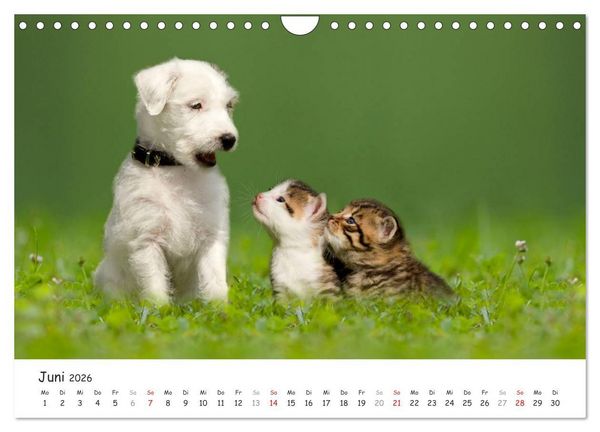 Produktbild: K&auml;tzchen 2026 (Wandkalender 2026 DIN A4 quer), CALVENDO Monatskalender