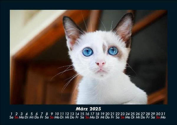 Produktbild: F&uuml;r Katzenfreunde 2025 Fotokalender DIN A5