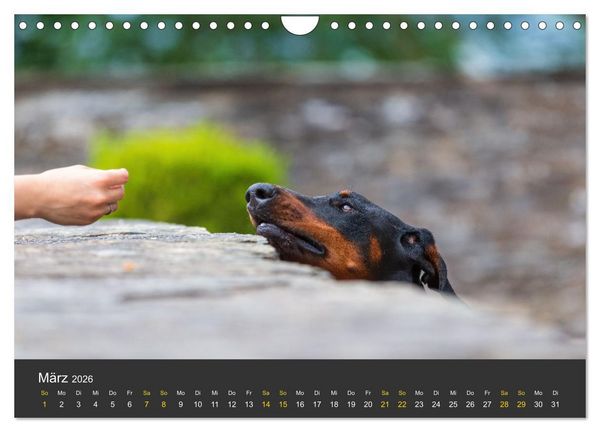 Produktbild: Dobermann 2026 (Wandkalender 2026 DIN A4 quer), CALVENDO Monatskalender