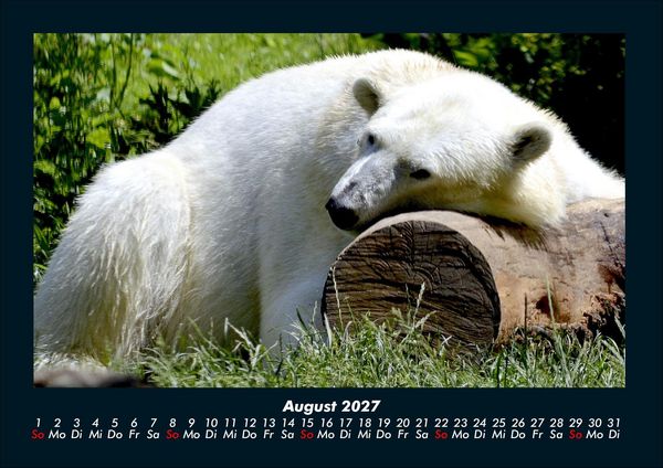 Produktbild: Pinguine & Eisb&auml;ren 2027 Fotokalender DIN A4