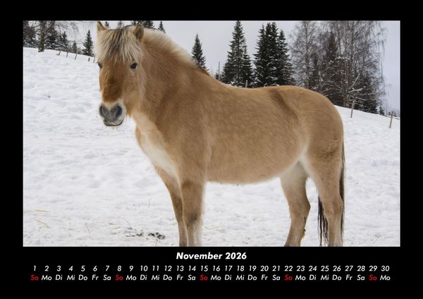 Produktbild: Pferde Kalender 2026 Fotokalender DIN A3