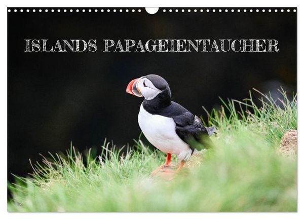 Produktbild: Islands Papageientaucher (Wandkalender 2026 DIN A3 quer), CALVENDO Monatskalender