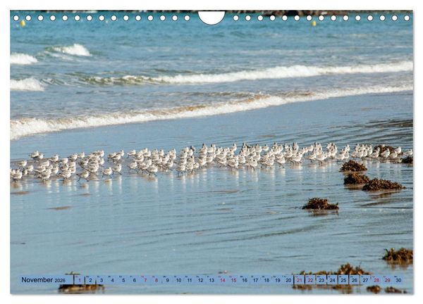 Produktbild: Bretagne und Normandie - Vor der Flut beobachten und entdecken (Wandkalender 2026 DIN A4 quer), CALVENDO Monatskalender