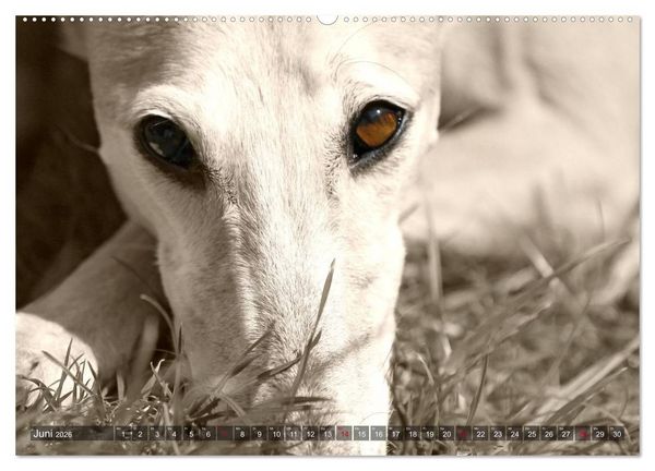 Produktbild: Galgo eye-catcher (hochwertiger Premium Wandkalender 2026 DIN A2 quer), Kunstdruck in Hochglanz