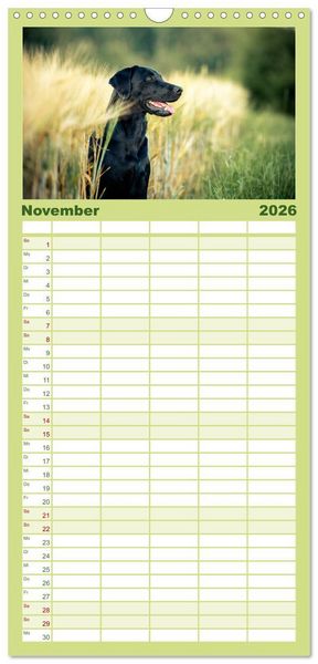 Produktbild: Familienplaner 2026 - Faszination Labrador - gelb, foxred, schwarz mit 5 Spalten (Wandkalender, 21 x 45 cm) CALVENDO