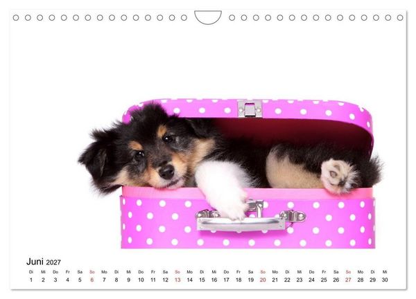 Produktbild: Funny Dogs (Wandkalender 2027 DIN A4 quer), CALVENDO Monatskalender