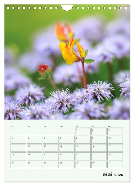 Produktbild: Les fleurs, &eacute;ternelles &eacute;phem&egrave;res (Calendrier mural 2026 DIN A4 horizontal), CALVENDO calendrier mensuel