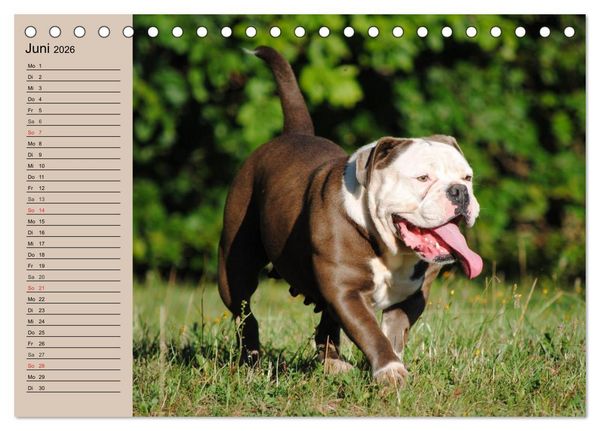 Produktbild: Faszination Bulldogge (Tischkalender 2026 DIN A5 quer), CALVENDO Monatskalender