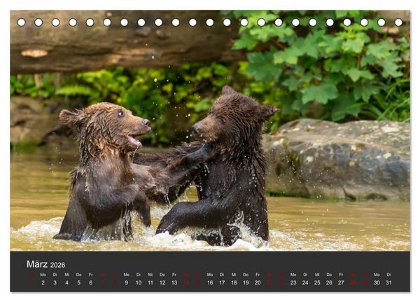 Produktbild: Die grossen B&auml;rentatzen (Tischkalender 2026 DIN A5 quer), CALVENDO Monatskalender