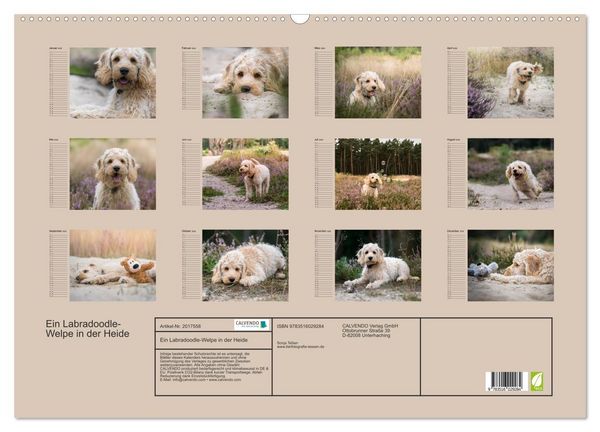 Produktbild: Ein Labradoodle-Welpe in der Heide (Wandkalender 2026 DIN A2 quer), CALVENDO Monatskalender