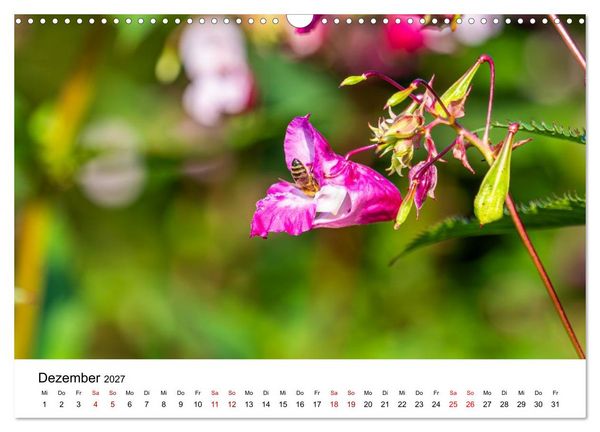 Produktbild: Bunter Nektarrausch - Nektarsammler in leuchtenden Farben (Wandkalender 2027 DIN A3 quer), CALVENDO Monatskalender