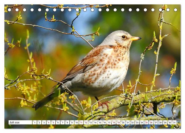 Produktbild: Vogelkalender (Tischkalender 2026 DIN A5 quer), CALVENDO Monatskalender