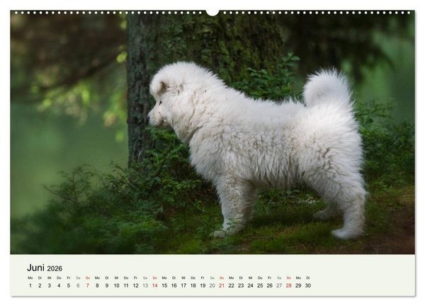 Produktbild: Kleine Samojeden - Eisb&auml;rchen Abenteuer im M&auml;rchenwald (hochwertiger Premium Wandkalender 2026 DIN A2 quer), Kunstdruck in Hochglanz