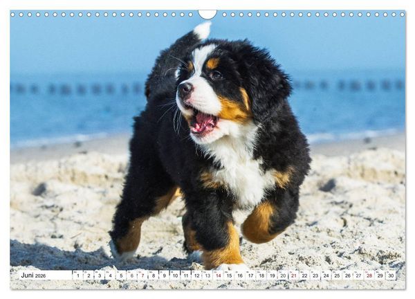 Produktbild: Faszinierende Sch&ouml;nheit Berner Sennenhund (Wandkalender 2026 DIN A3 quer), CALVENDO Monatskalender