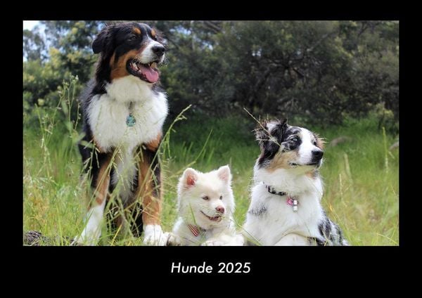 Produktbild: Hunde 2025 Fotokalender DIN A3