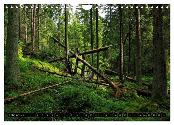Produktbild: Tiveden, der NatURWALD in Schweden (Wandkalender 2026 DIN A4 quer), CALVENDO Monatskalender