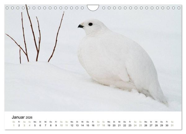Produktbild: Einblick-Natur: Finnland nat&uuml;rlich (Wandkalender 2026 DIN A4 quer), CALVENDO Monatskalender