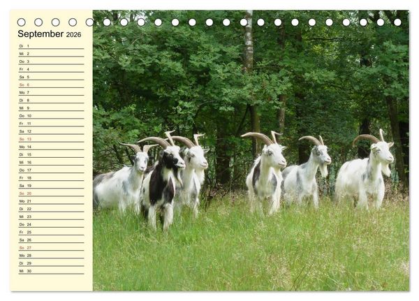 Produktbild: Ziegen. Lustige Ausbruchsk&uuml;nstler (Tischkalender 2026 DIN A5 quer), CALVENDO Monatskalender