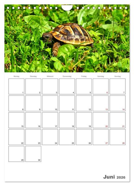 Produktbild: Langsame Schildkr&ouml;ten (Wandkalender 2026 DIN A4 hoch), CALVENDO Monatskalender