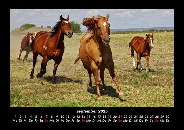 Produktbild: Pferde Kalender 2025 Fotokalender DIN A3