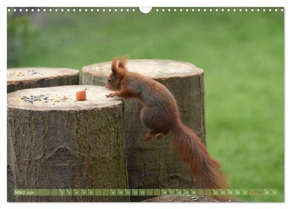 Produktbild: Neuer Spa&szlig; mit Eichh&ouml;rnchen-Kindern (Wandkalender 2026 DIN A3 quer), CALVENDO Monatskalender