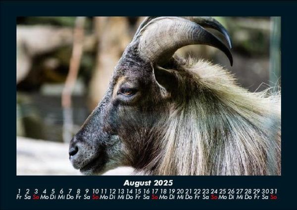 Produktbild: Welt der Tiere 2025 Fotokalender DIN A5