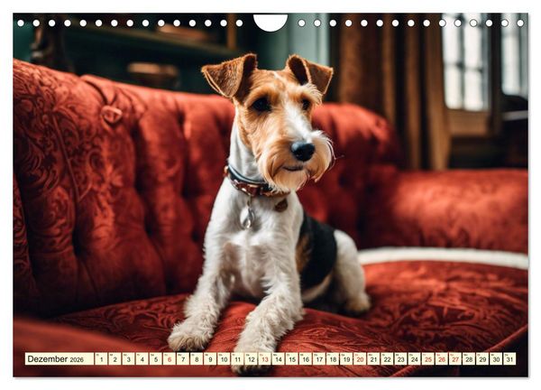 Produktbild: Drahthaar-Foxterrier (Wandkalender 2026 DIN A4 quer), CALVENDO Monatskalender
