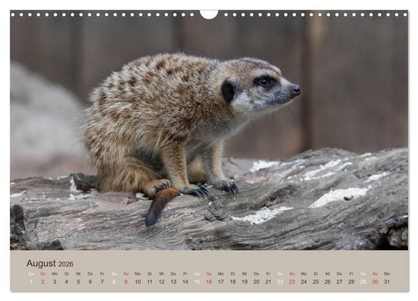 Produktbild: Quirlige Erdm&auml;nnchen (Wandkalender 2026 DIN A3 quer), CALVENDO Monatskalender
