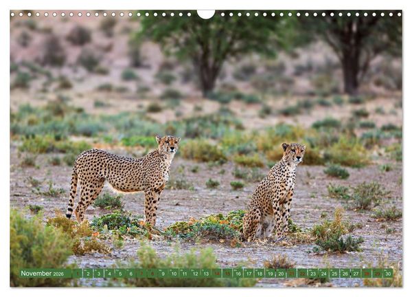 Produktbild: Afrikas Tierwelt - Geparde (Wandkalender 2026 DIN A3 quer), CALVENDO Monatskalender