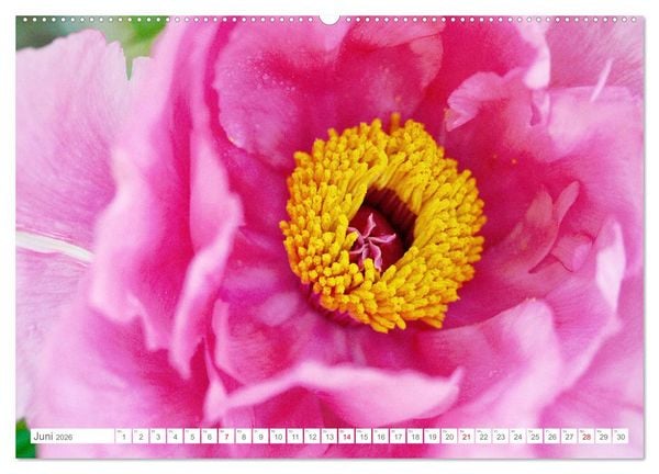 Produktbild: Pfingstrosenbl&uuml;ten (Wandkalender 2026 DIN A2 quer), CALVENDO Monatskalender