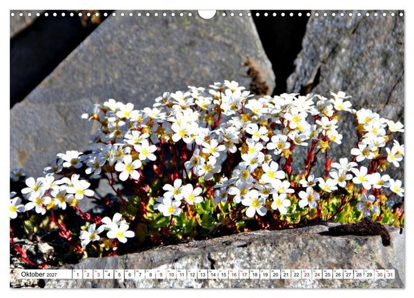 Produktbild: Bl&uuml;tenzauber auf Madeira. Wildblumen und Ziergew&auml;chse (Wandkalender 2027 DIN A3 quer), CALVENDO Monatskalender